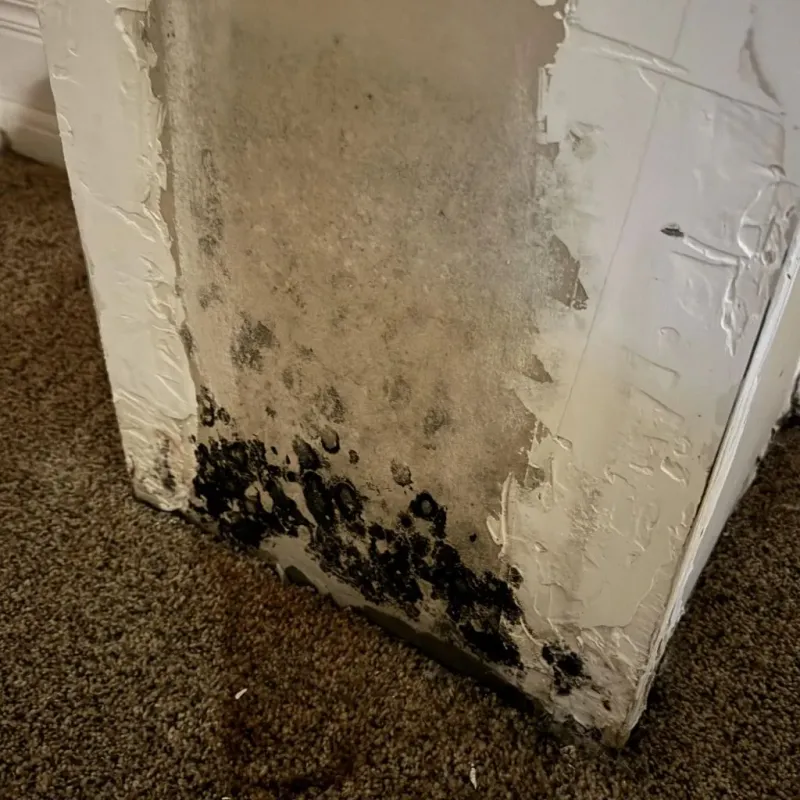 Professional Mold Removal in Bluefield, VA